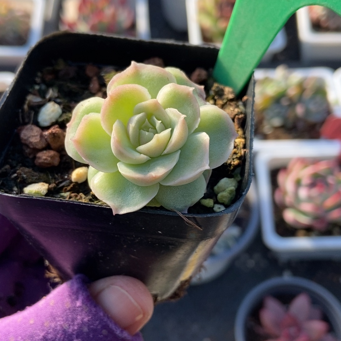 993虾饺多肉植物多肉