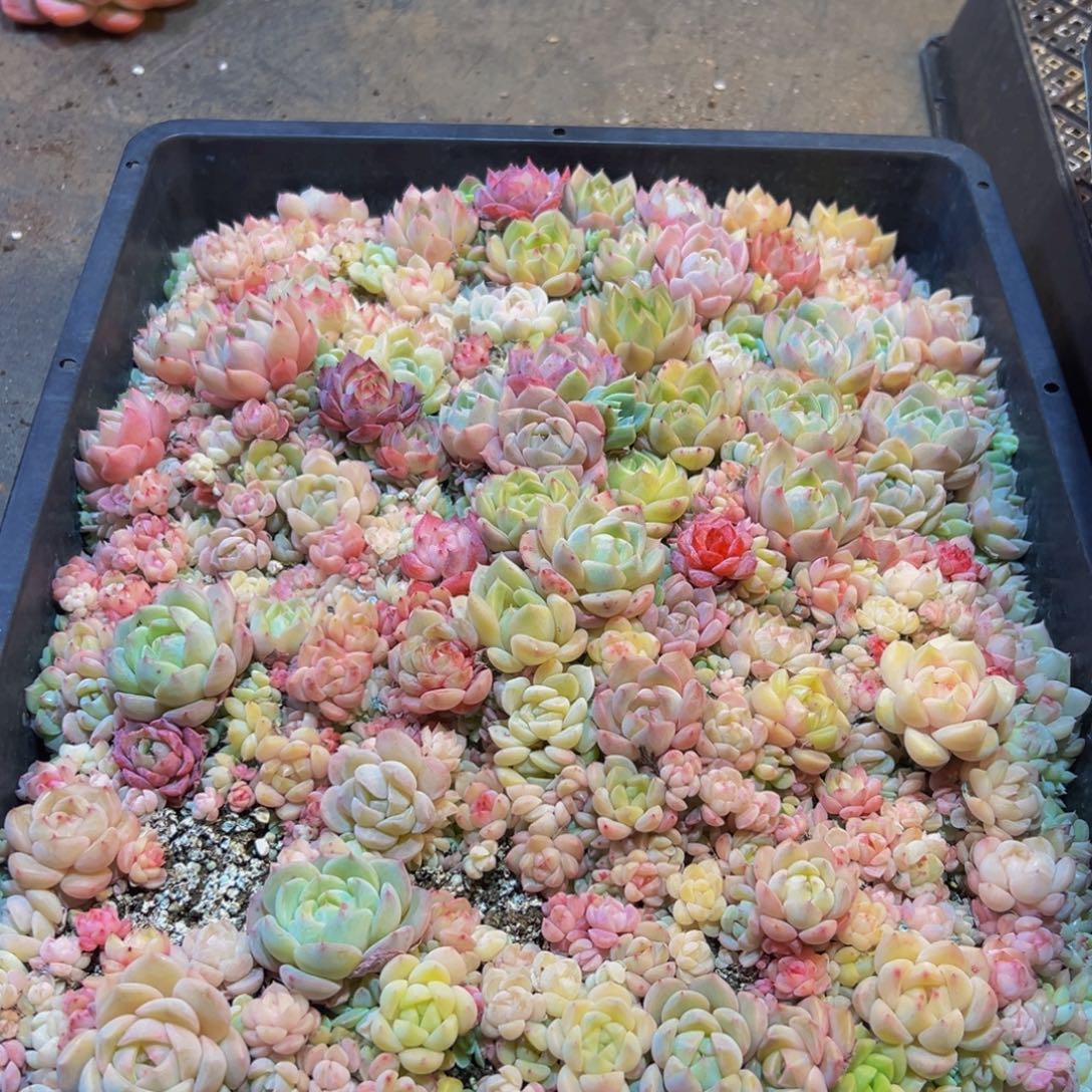 ****皮404多肉葡萄的味道是什么