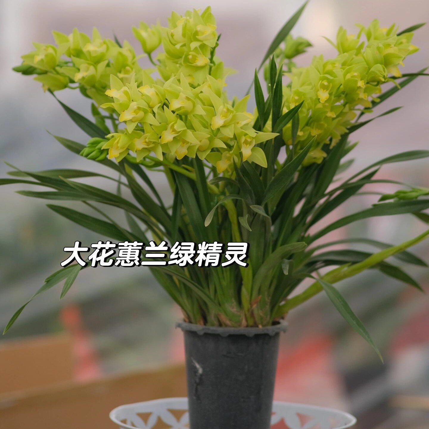 【绿精灵】云南基地直发大花蕙兰年宵花