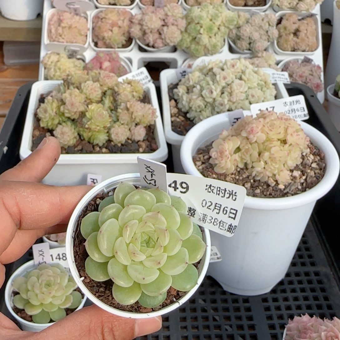 【闪购商品】0206-149（xx-53）