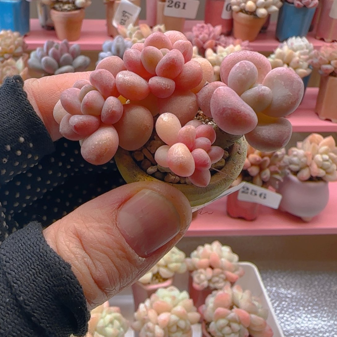 木糖醇157 ，满38包邮非偏远。包邮非偏远。