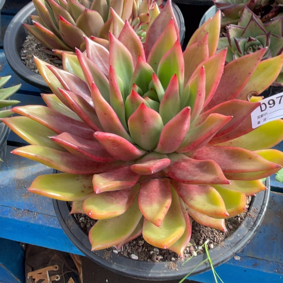 无花朵若如东云单拍D977