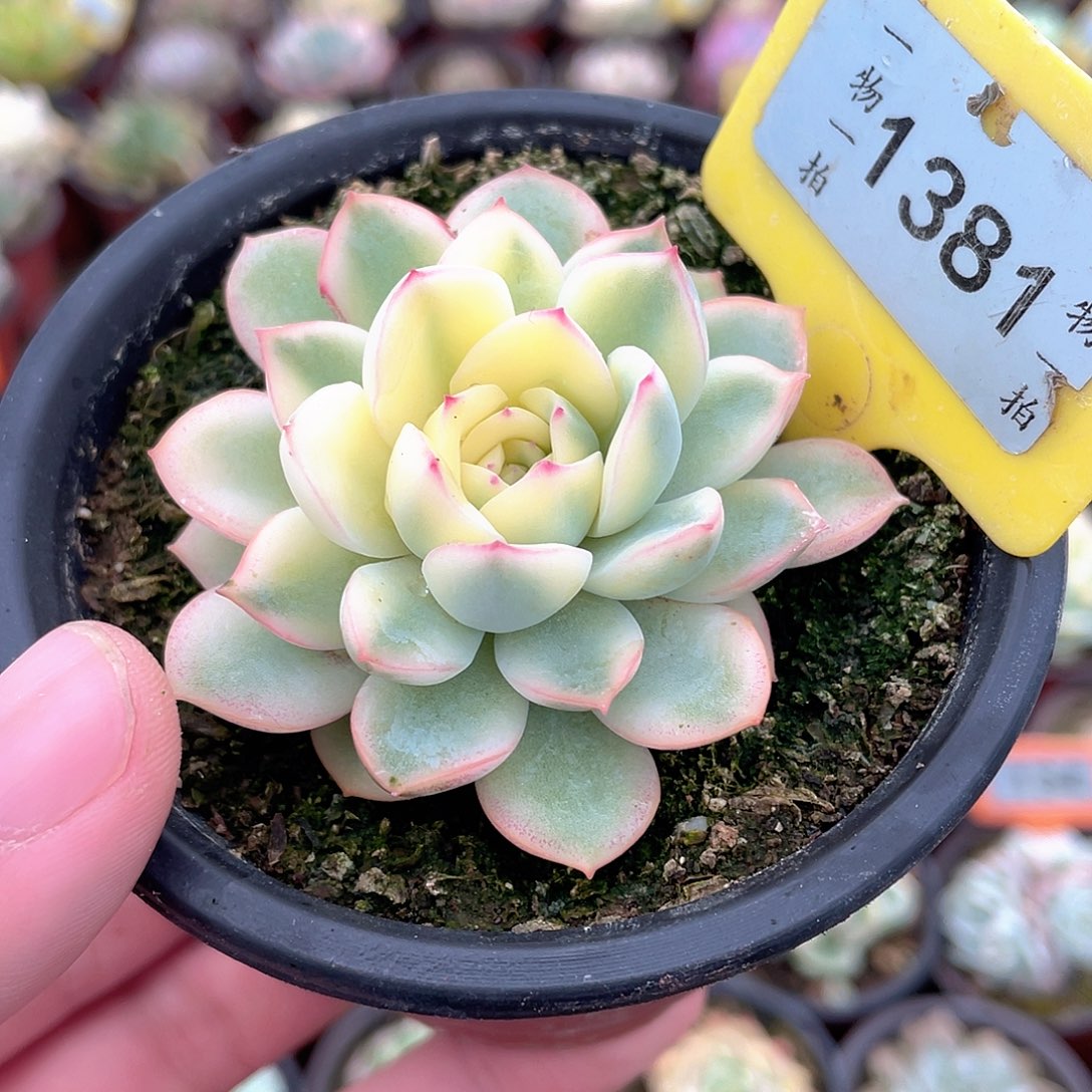 1381号雨燕坐偏锦