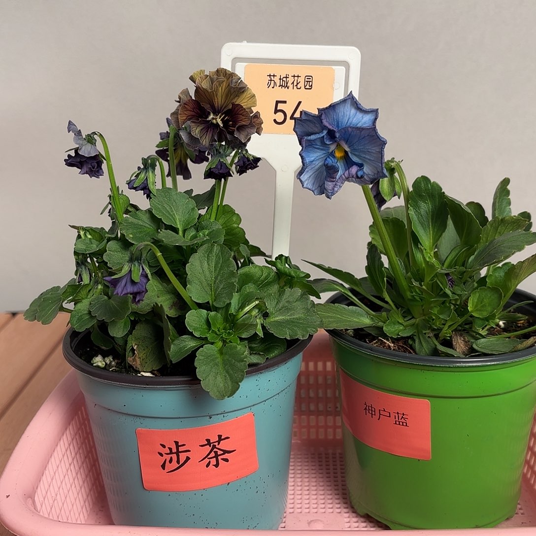 大部分开放少量花苞54