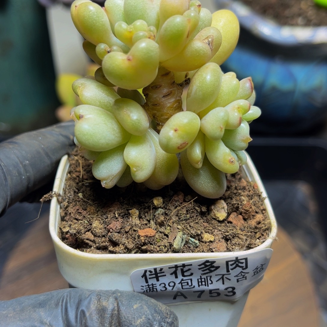 753树形比尔盖茨6厘米多肉