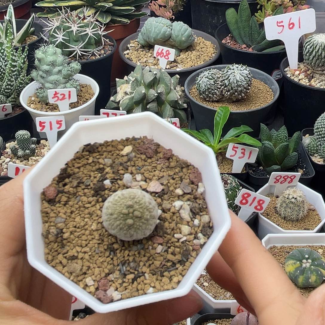 无花朵实生大尤凝蹄玉仙人球
