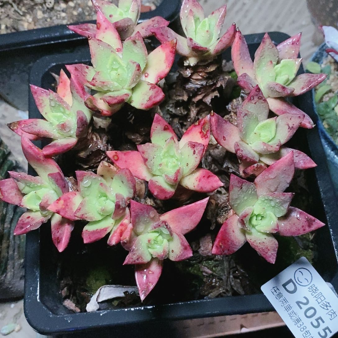 【闪购商品】哈哈哈帕么瑞多肉2056