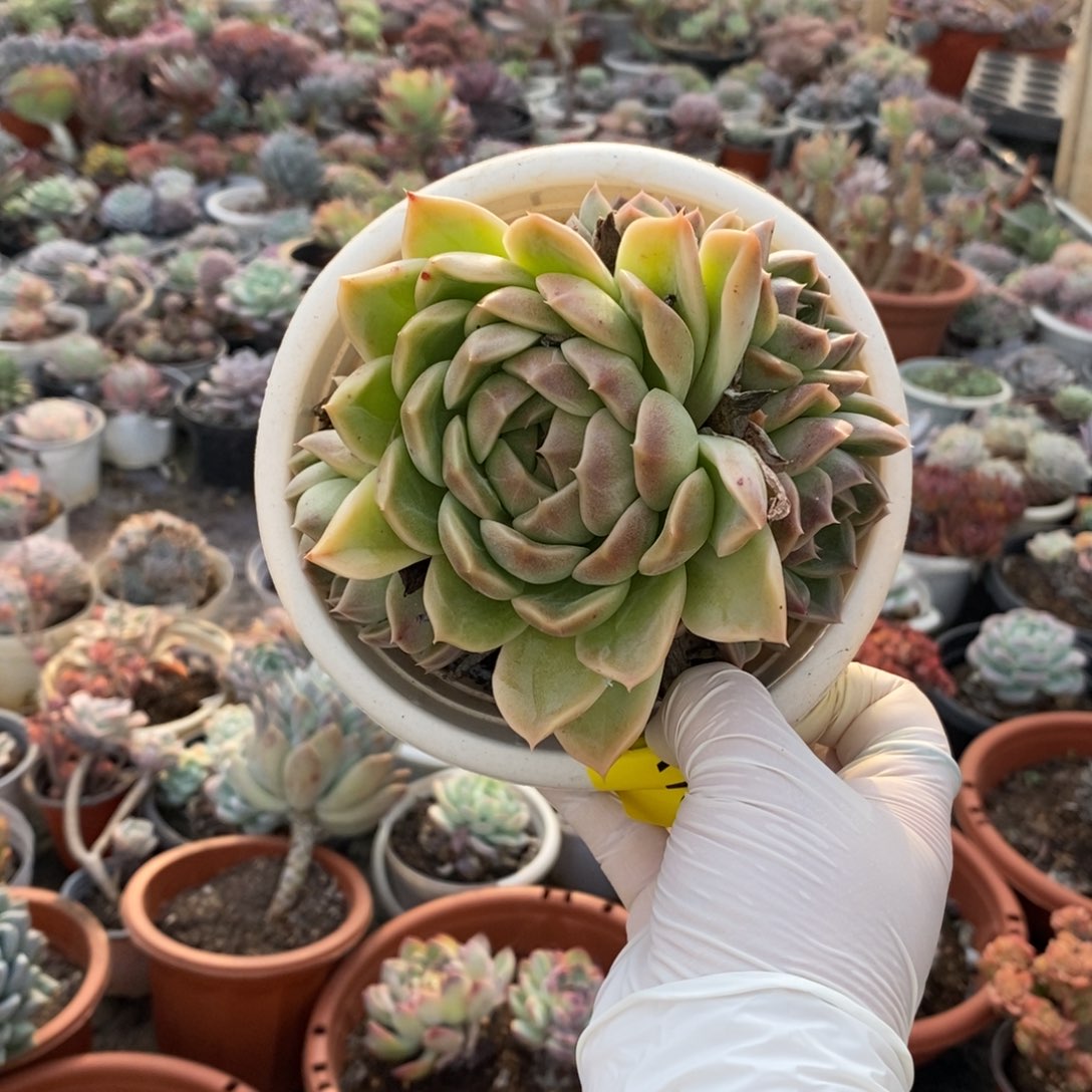 166紫水晶一物一拍