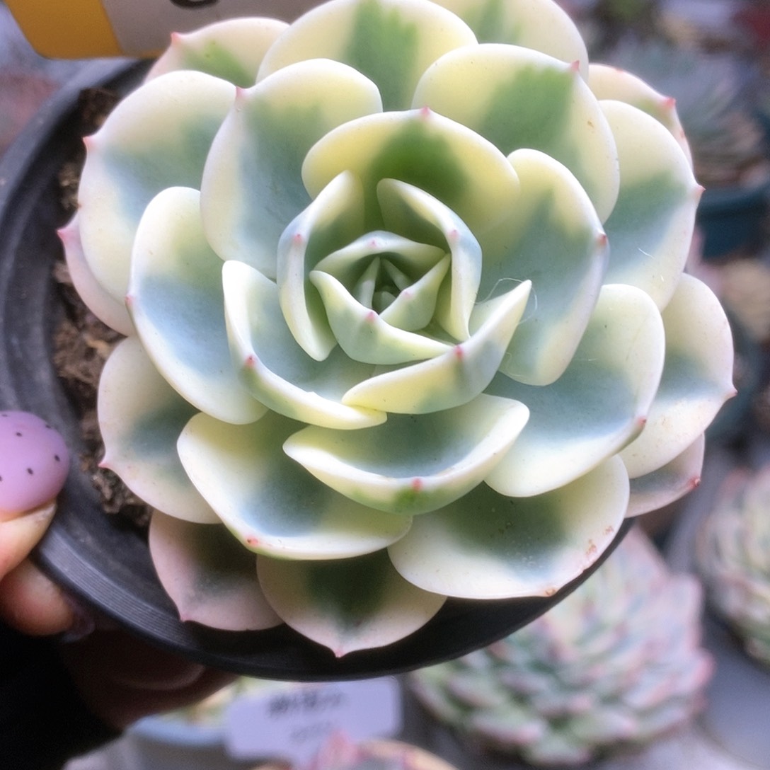 0072哈哈哈哈哈哈哈