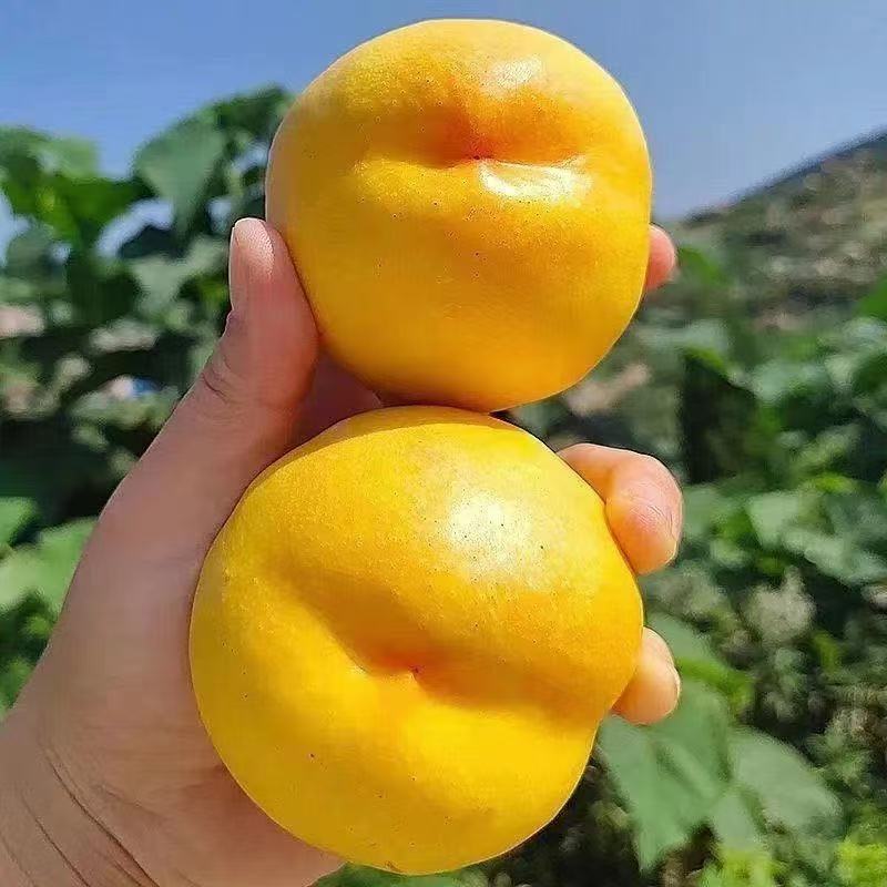 桃树苖黄桃树果苗嫁接苗冬桃油桃树果苗南方北方种植桃苗当年结果