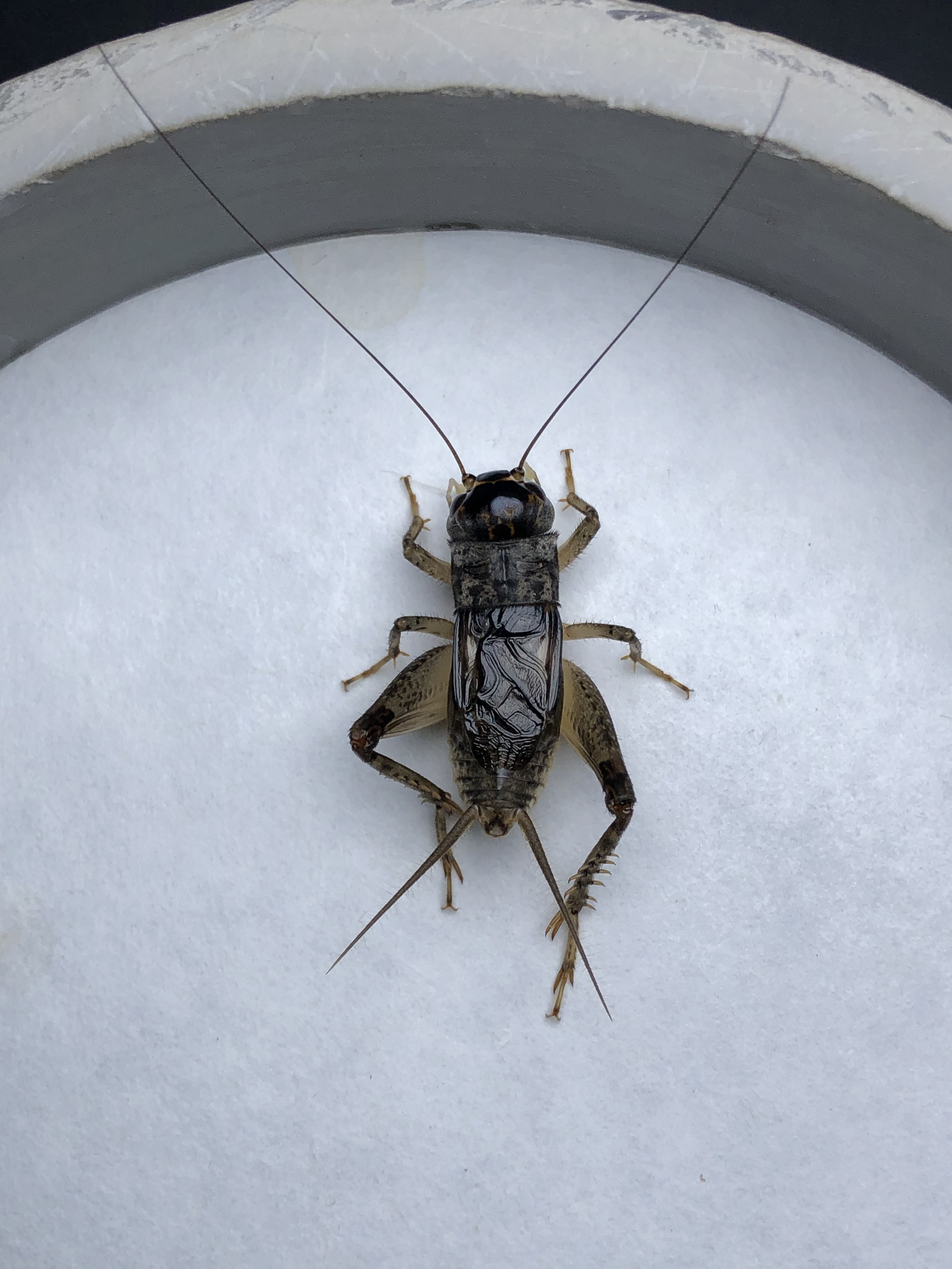 广文冬版精品蟋蟀