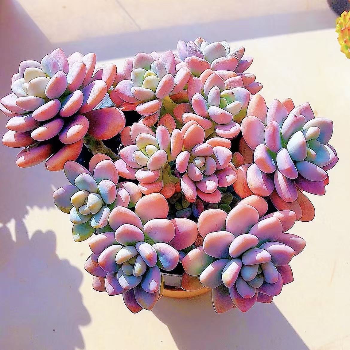 大老桩香水红洛神多肉植物整群整桩皮实好养耐寒耐旱脱土裸根发货