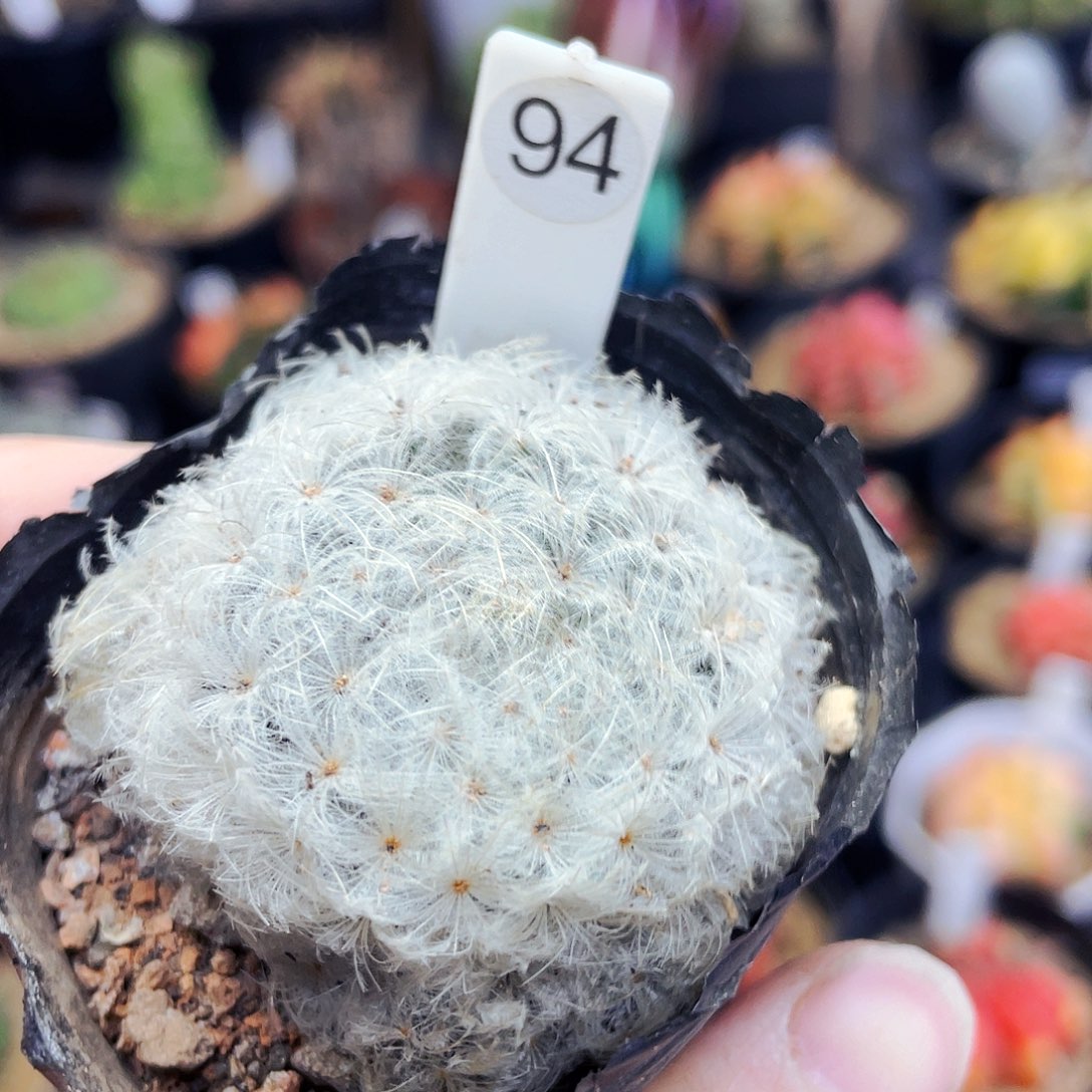 非偏远地区满25包邮仙人球