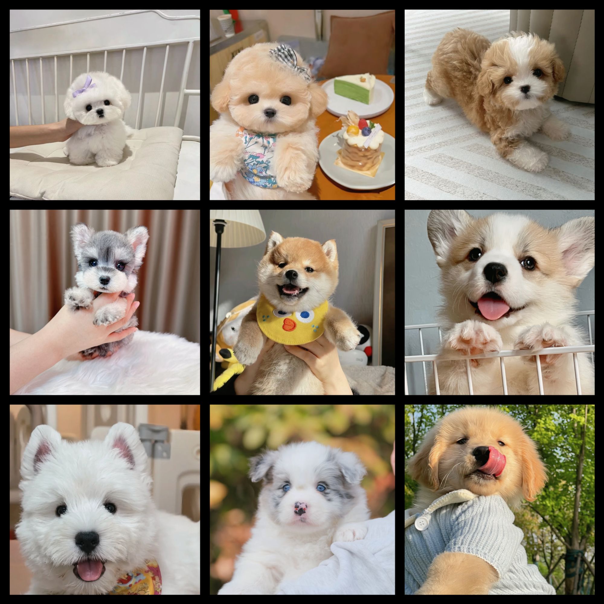 【罗阳犬舍】比熊雪纳瑞柴犬柯基西高地阿拉边牧马尔泰金毛幼犬链接