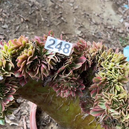 风***然多肉植物一个斑斓248