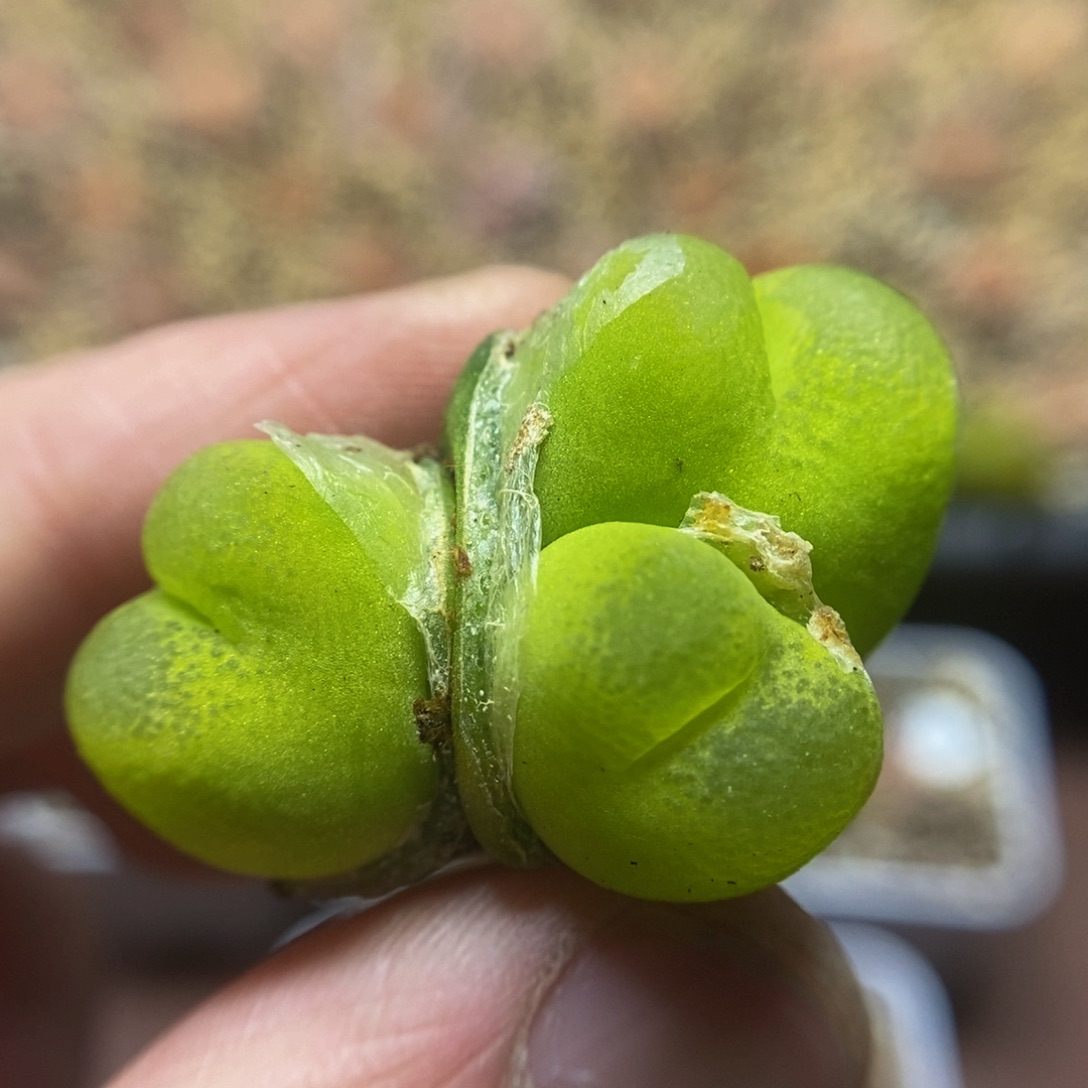 荧光绿群三头多肉福利