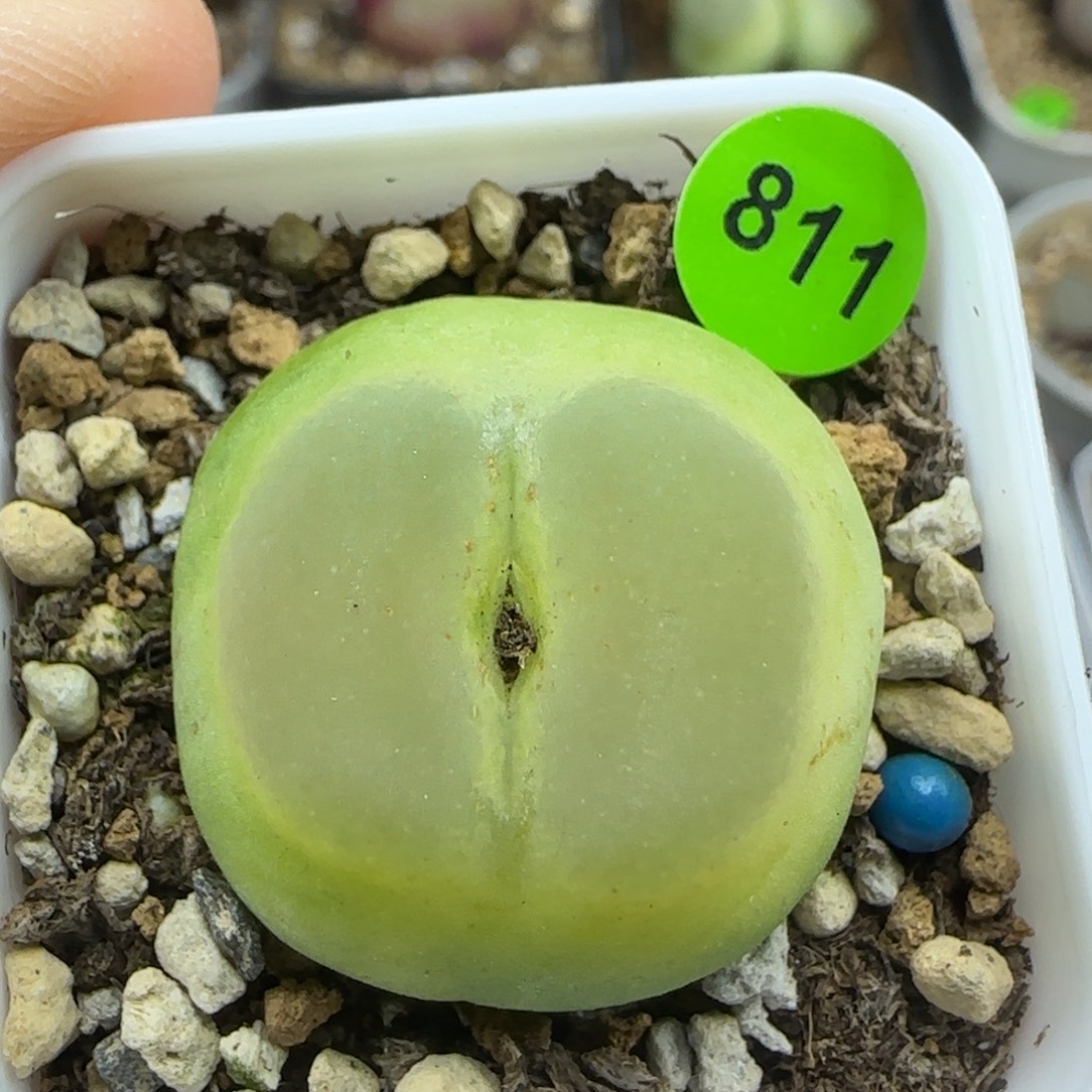 拉登2.48多肉植物