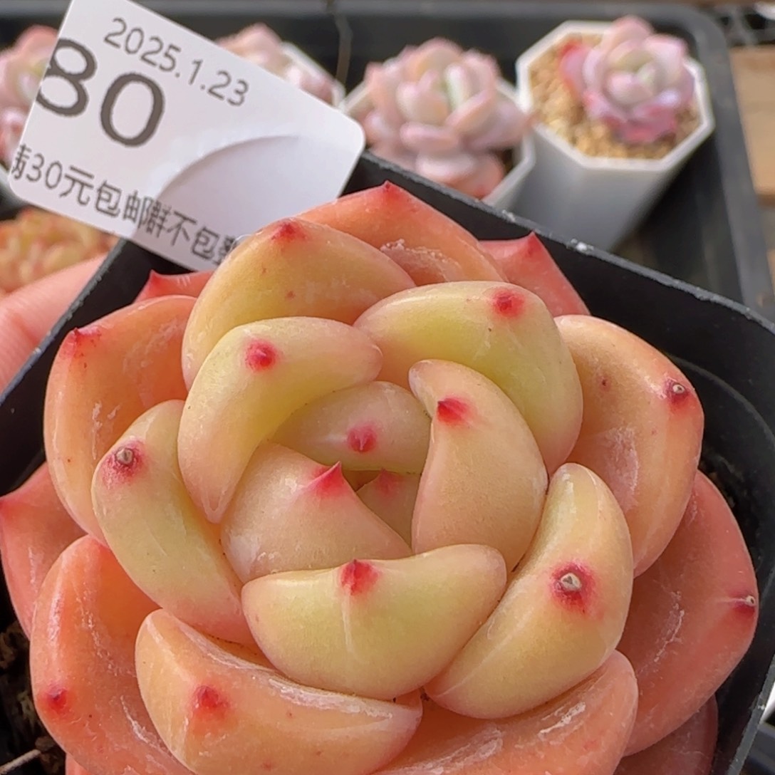 Q橙单头一颗脱土发货