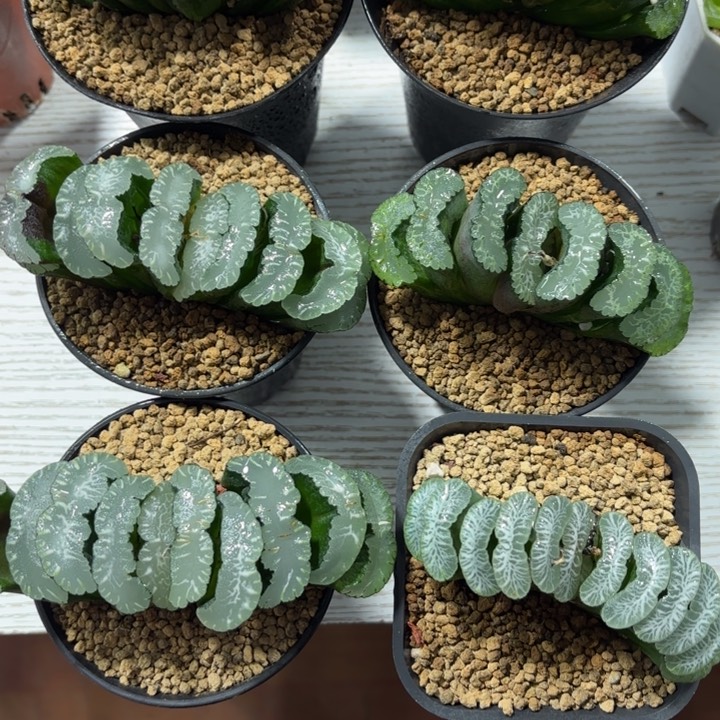 母本玉扇多肉植物