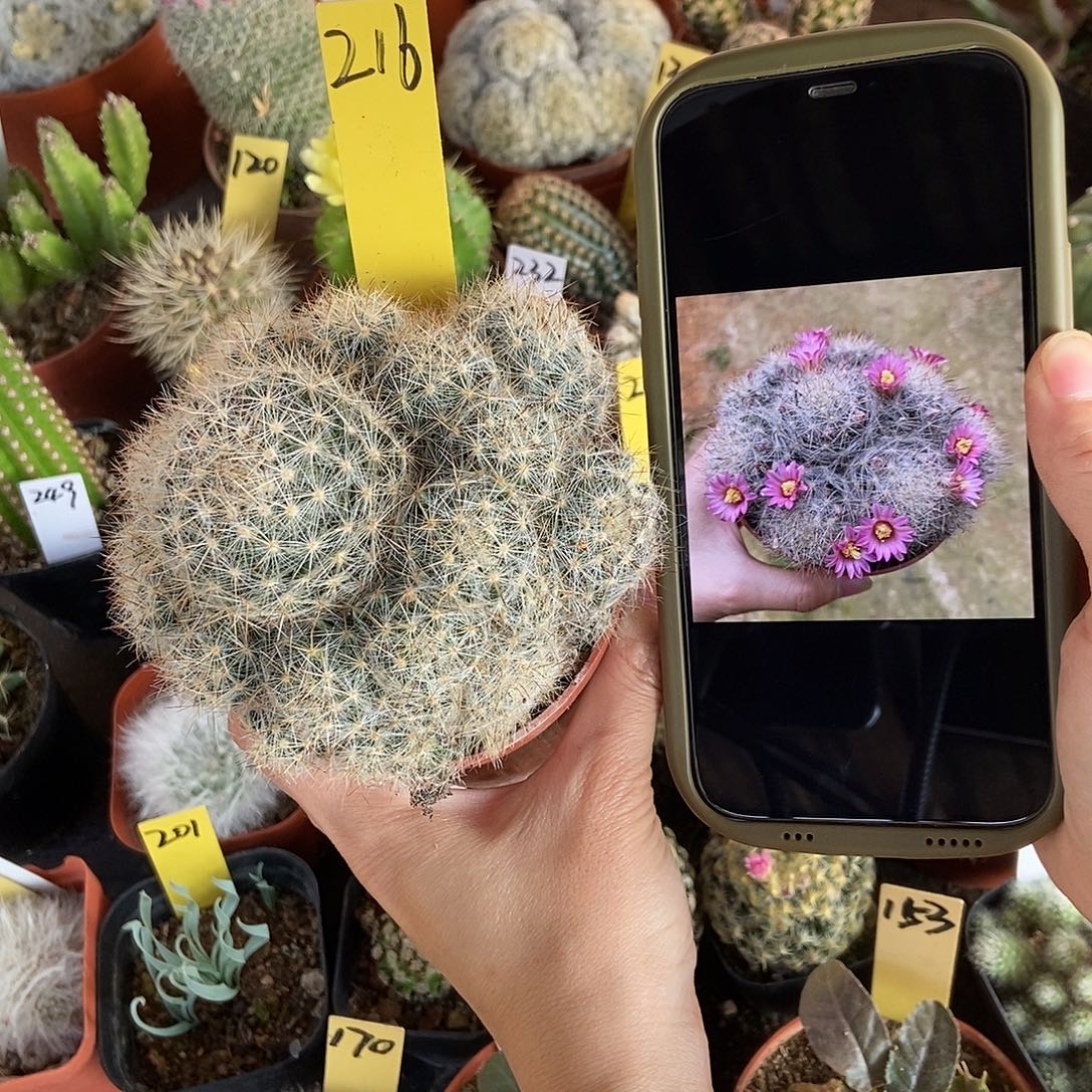 红花松霞仙人球球