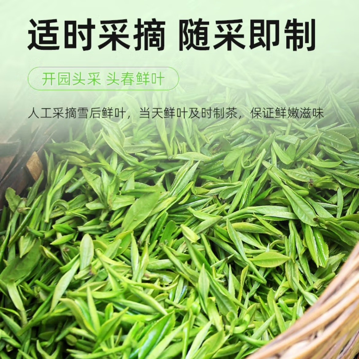B2日照绿茶头采豆香鲜爽鲜甜