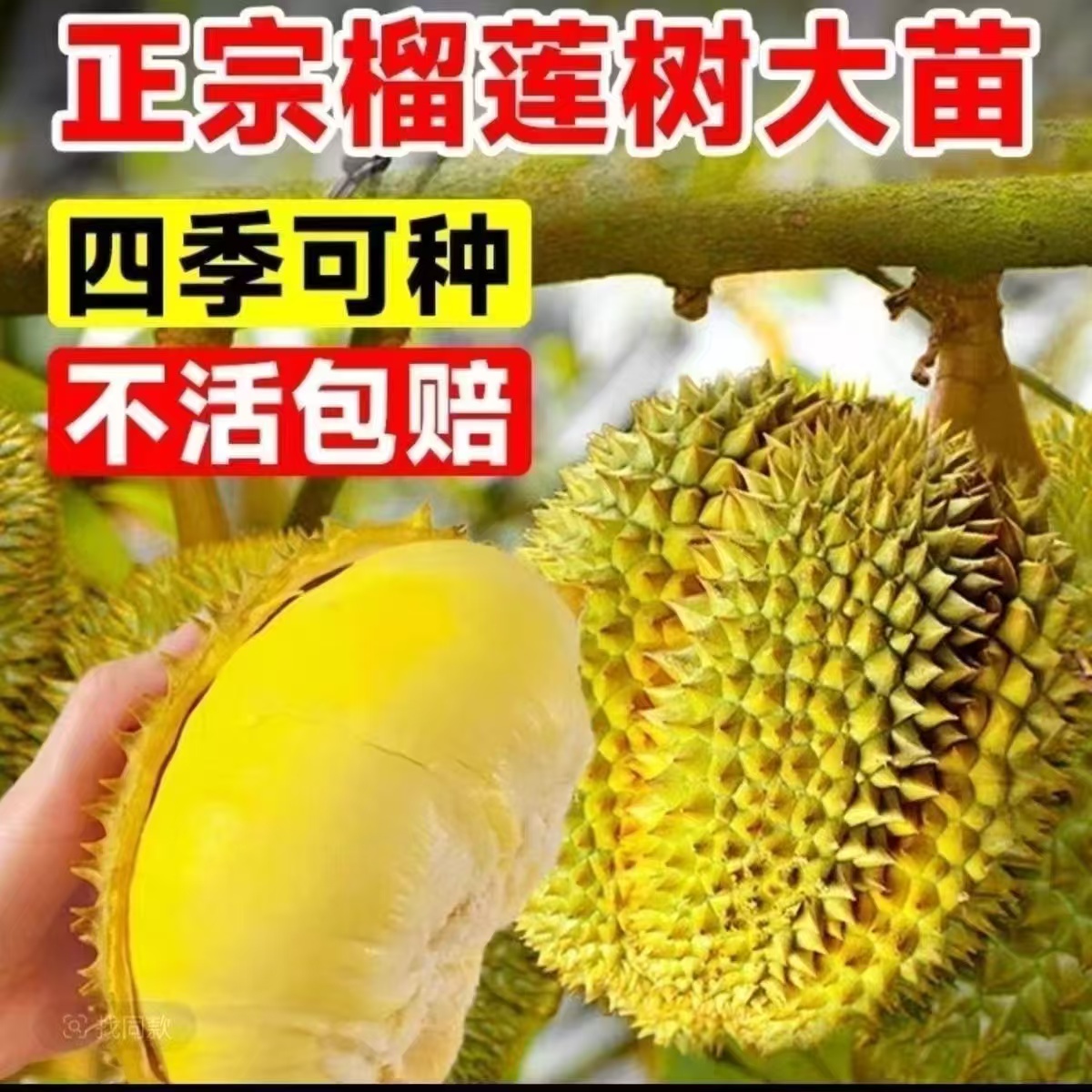 长在大树枝上猫山王金枕成年果树苗高产树苗四季可种3