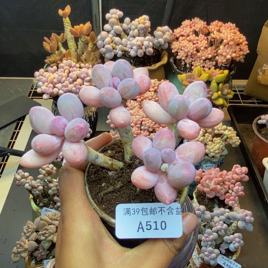 510香水手指奶多肉8c m