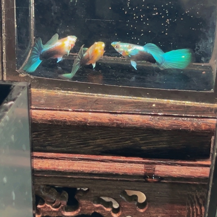 孔雀鱼黄化蓝礼服一缸10条