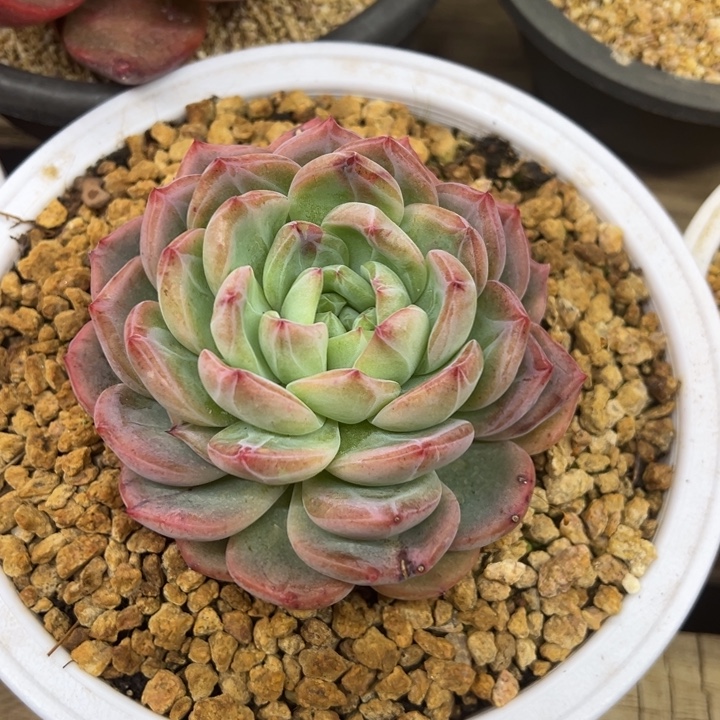 红鸾 石化 夏鸣园艺
