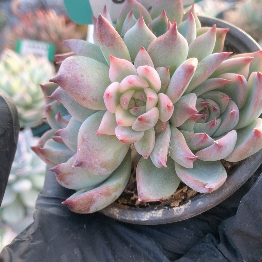 741锦锦锦锦锦锦锦