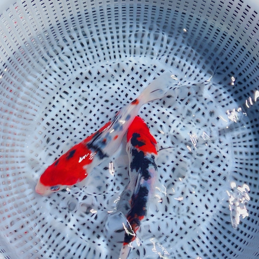 锦鲤锦鲤观赏鱼6666