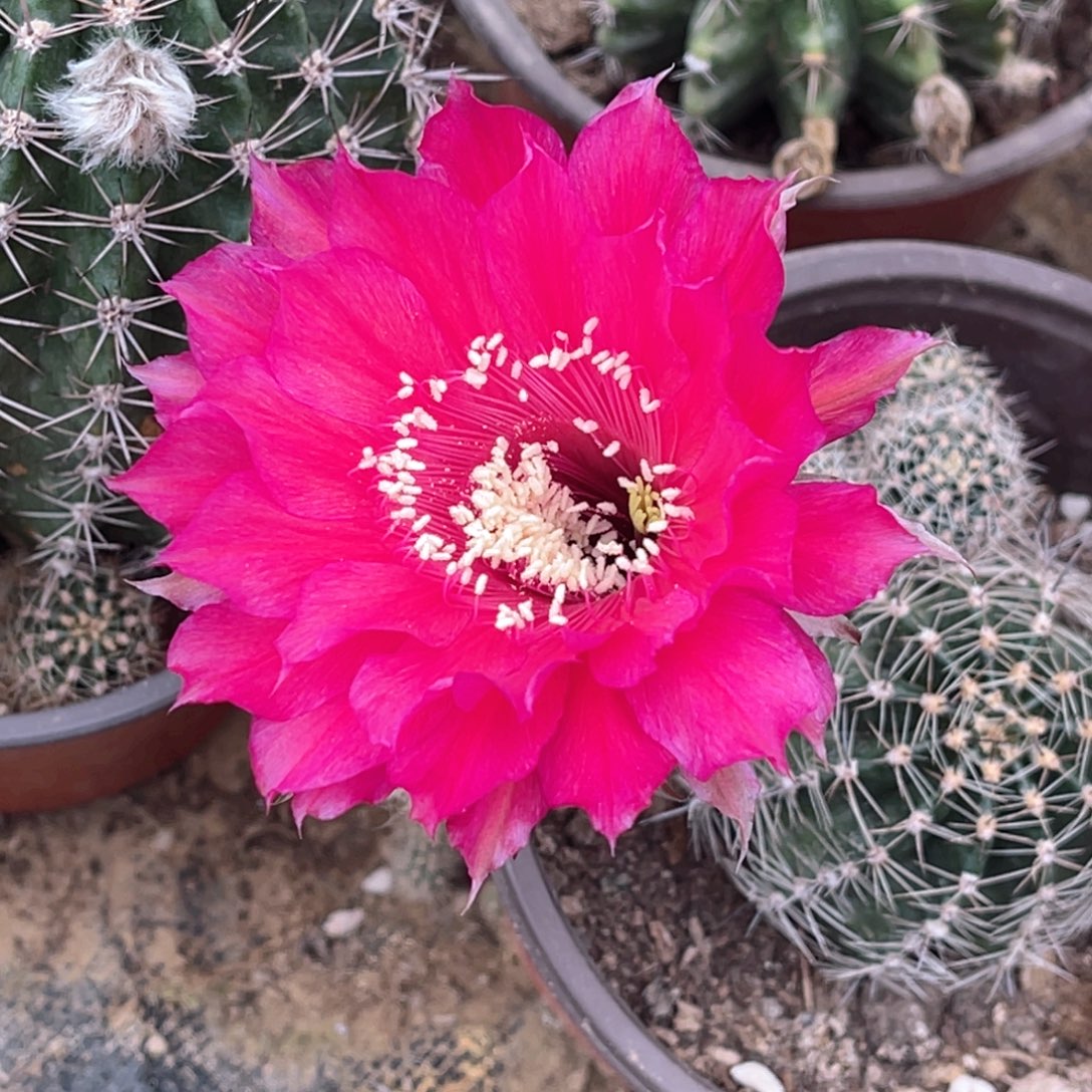 用***5彩草脱土脱盆摘花满20包邮