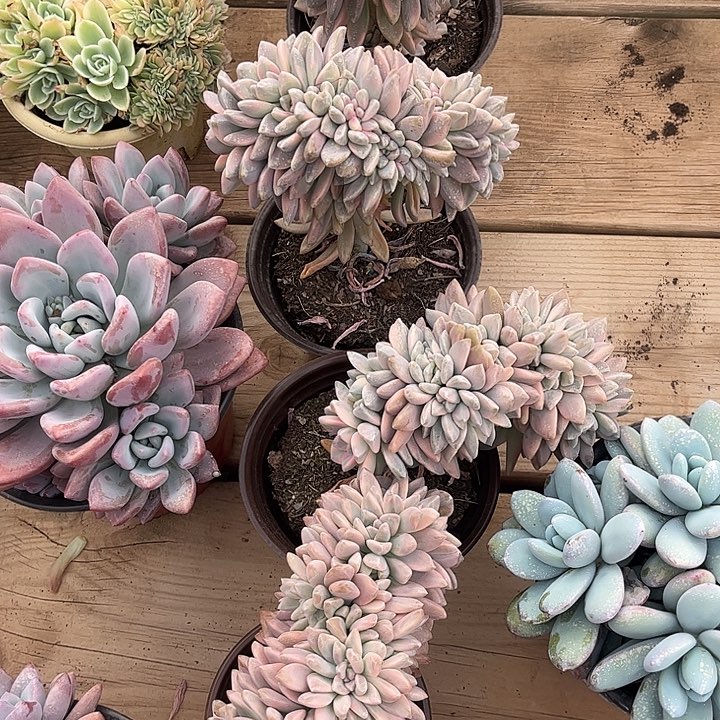 淡雪锦缀，可以自选