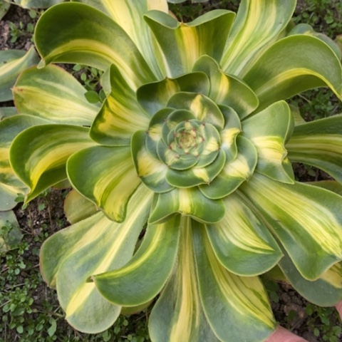 575暴君满25包邮多肉