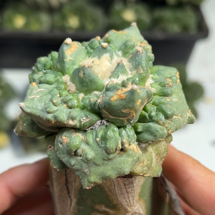 168怒涛 袖蒲嫁接仙人球