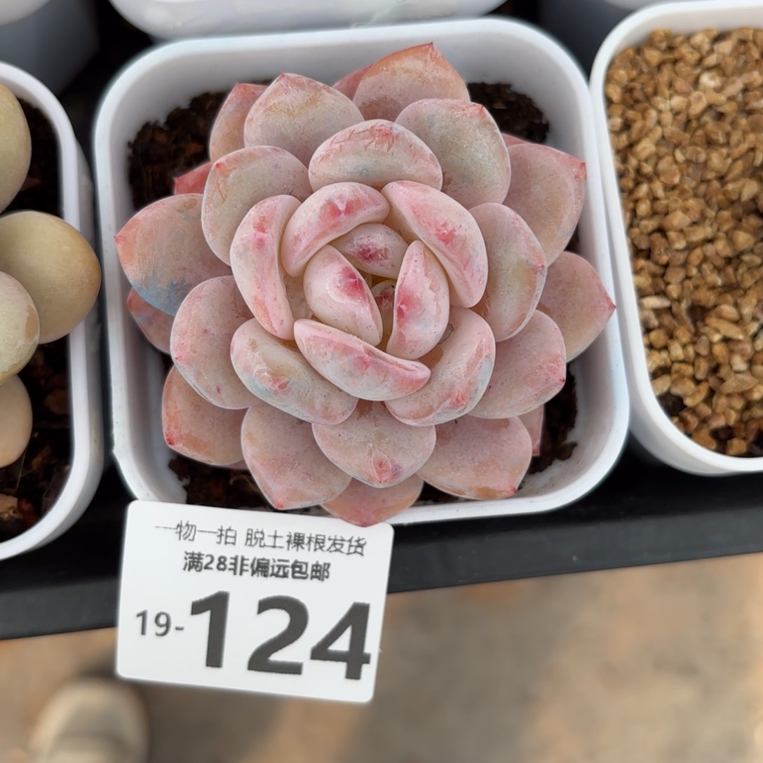 橙梦露单头多肉多肉