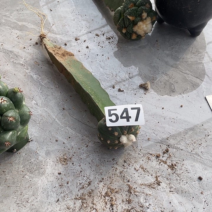 完全开放547海星一个