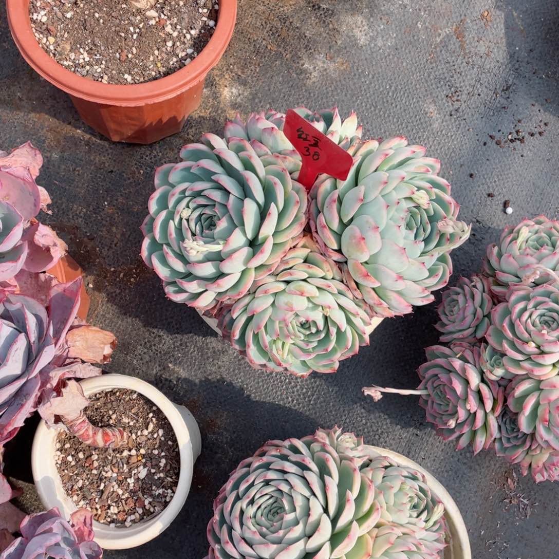 红豆，侧影，周老太多肉