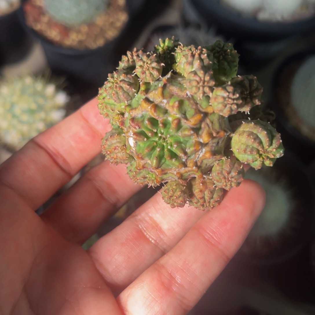 317实生根多肉植物裸根发货