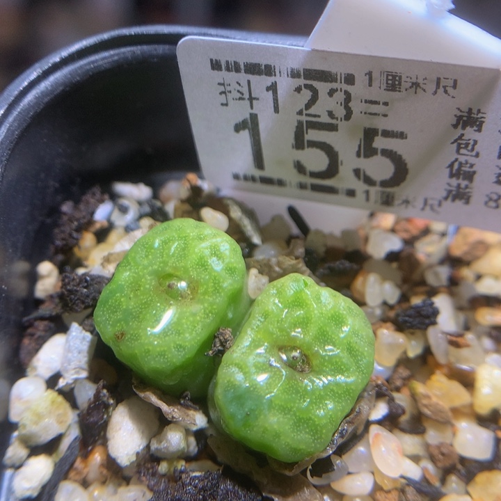 精品生石花123.155烧麦