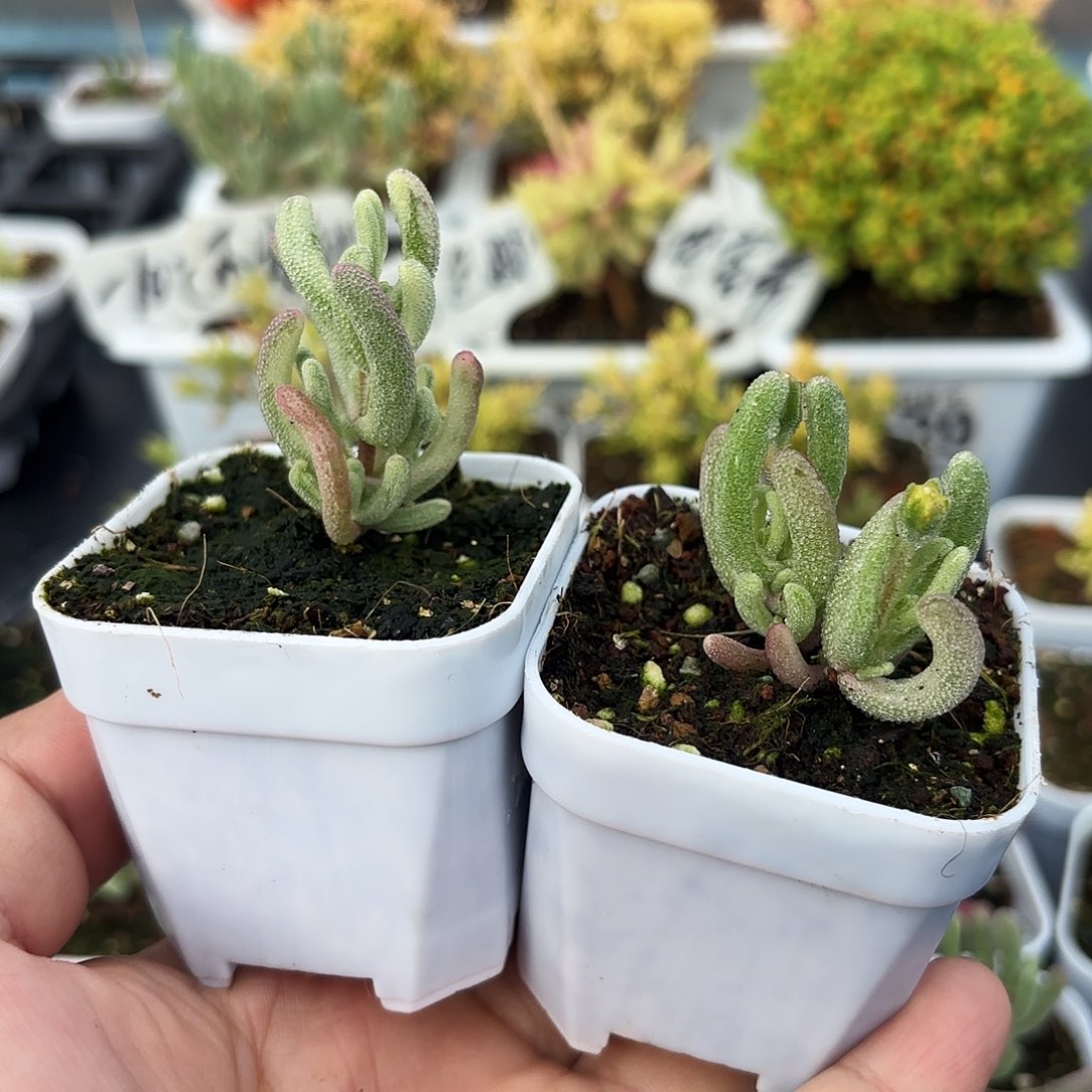 半***亮枝干番杏拉斯紫闪光两颗