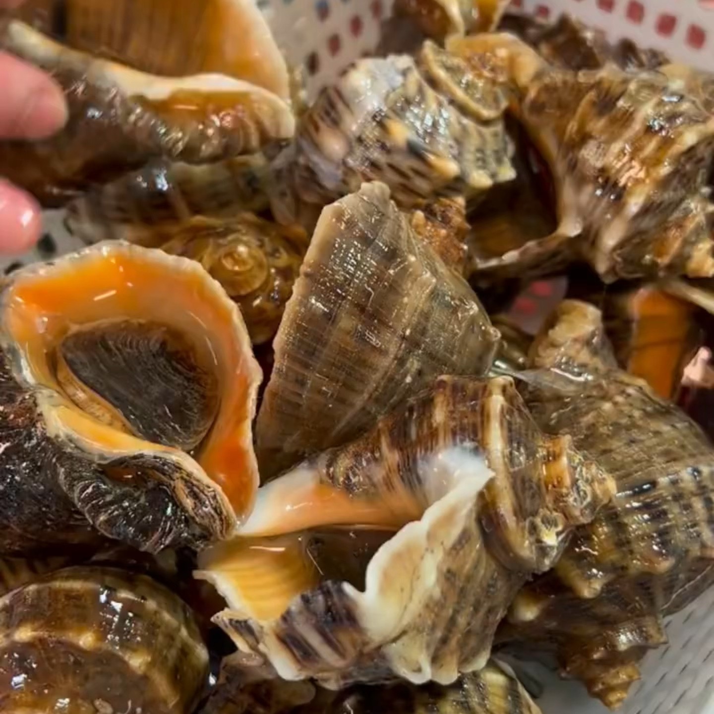 野生鲜活海螺5斤顺丰发货水产