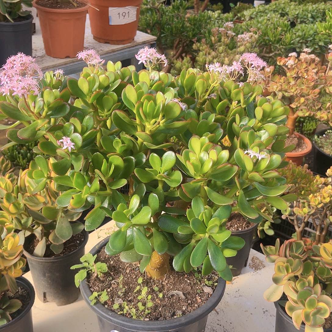 韩版糖果紫叶4977号