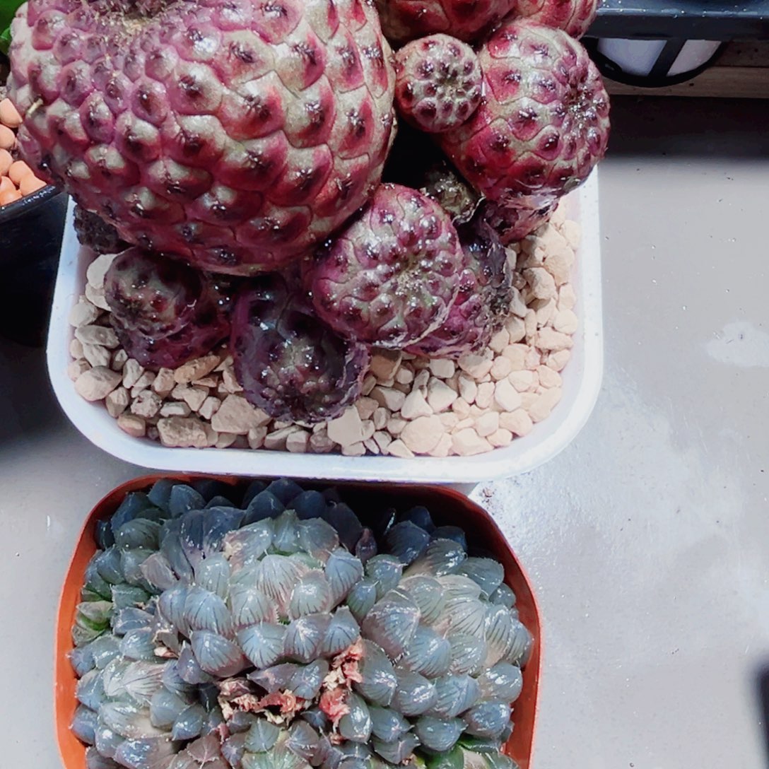 两颗漂亮肉肉多肉植物