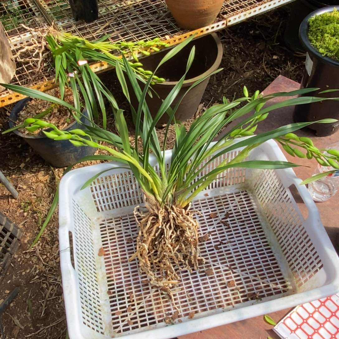 完全开放3红嘴素花