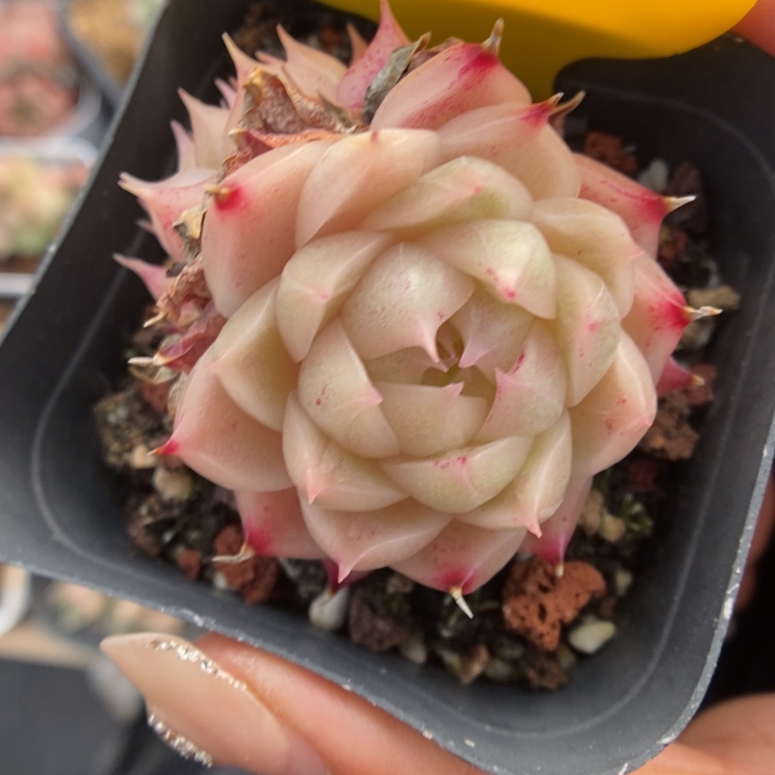 油透麦秆5348号。      