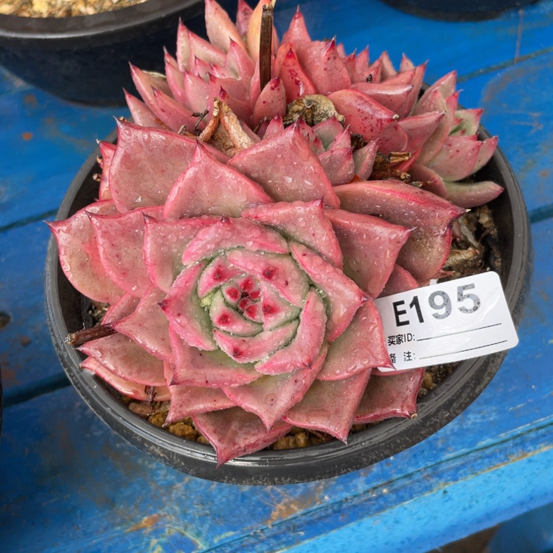 无花朵若如东云单拍E195