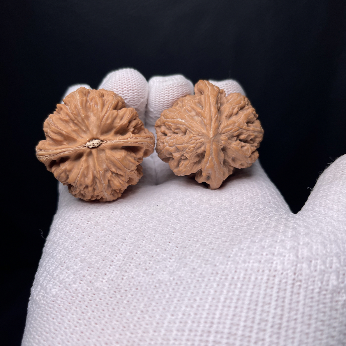 文玩核桃大粗筋狮子头八筋聚顶尺寸43（编号a247）