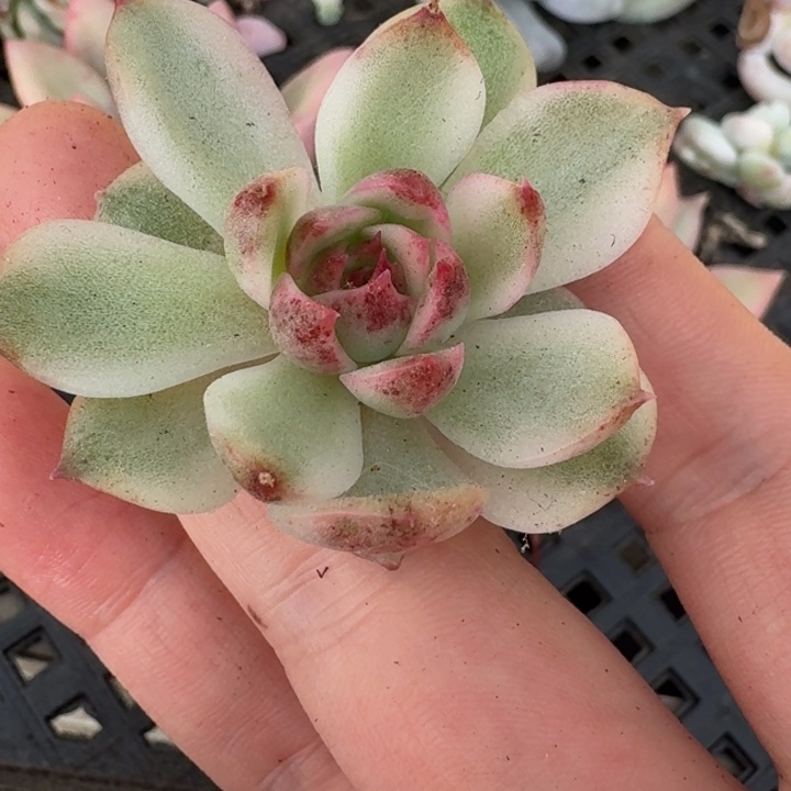 黑水晶锦一物一拍