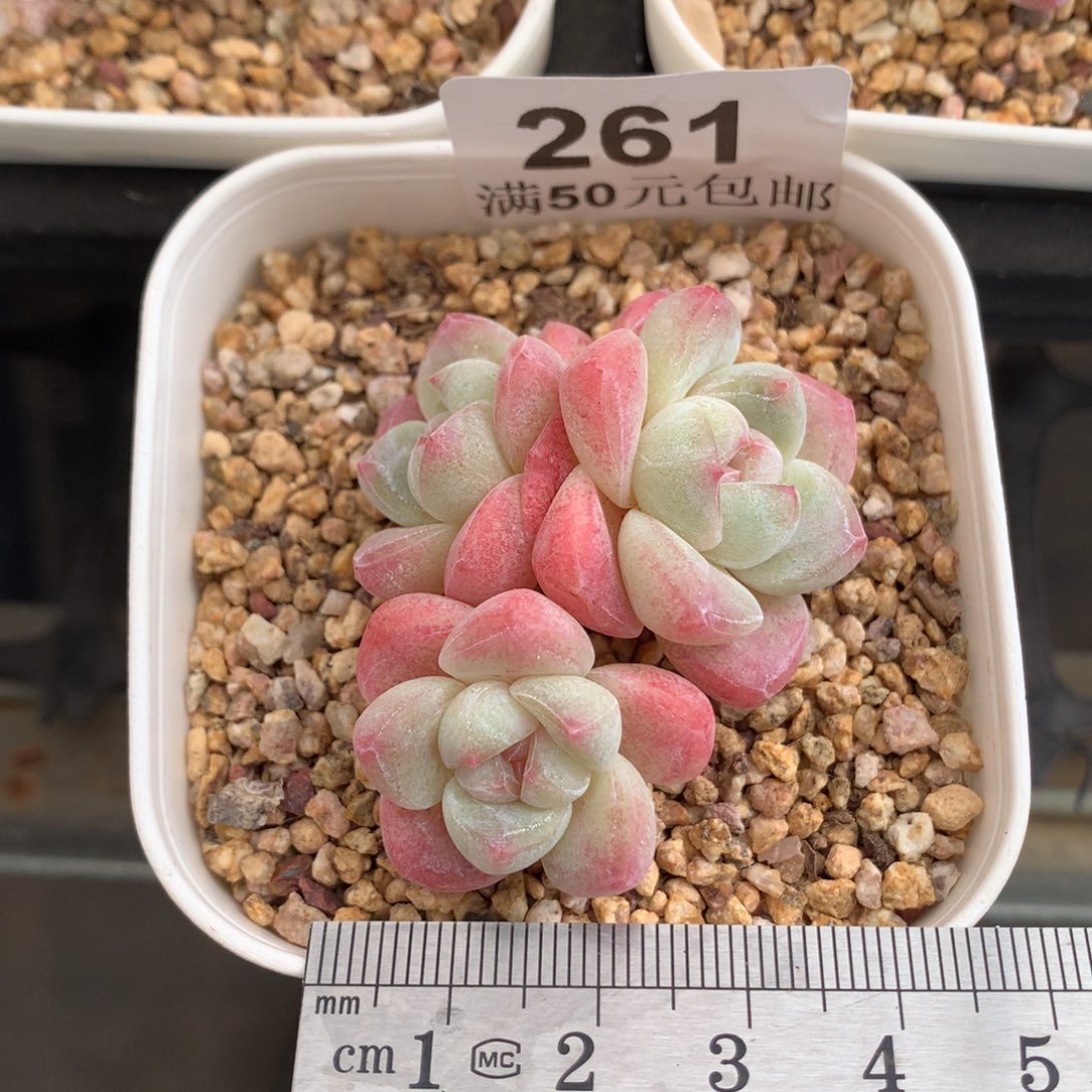 261。小脸粉糖心冰玉趴地三头。